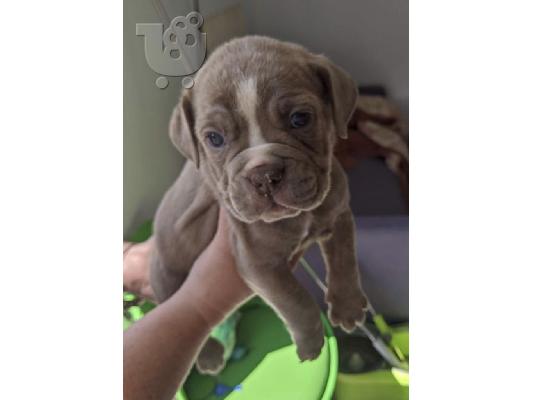 PoulaTo: Në shitje Qen dhe Këlyshë Bulldog Francez